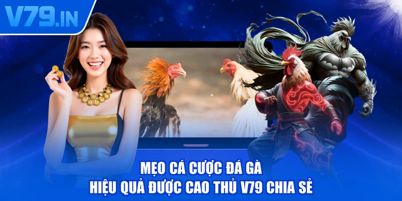Mẹo cá cược đá gà hiệu quả được cao thủ V79 chia sẻ